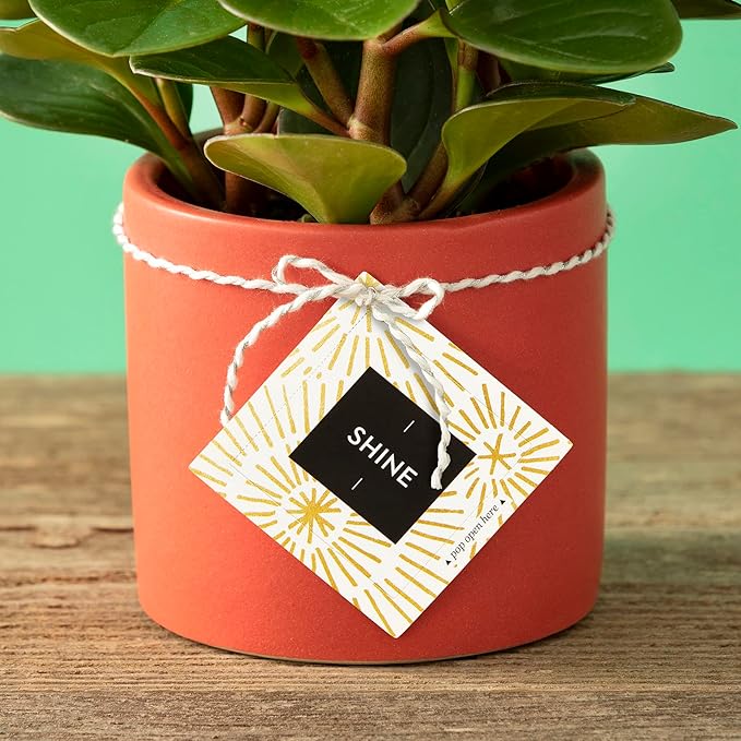 Compendium ThoughtFulls Pop-Open Cards — 2-Pack of Shine, Be Happy — 60 Pop-Open Cards, Each with a Different Message Inside