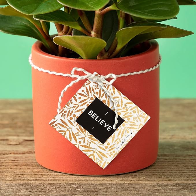 Compendium ThoughtFulls Pop-Open Cards — 4-Pack of Shine, Hope, Believe, Dream — 120 Pop-Open Cards, Each with a Different Message Inside